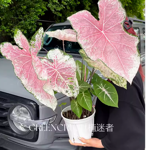 Coleus