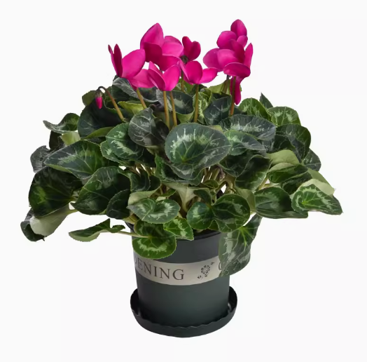 Cyclamen