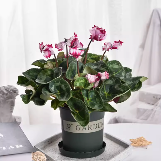 Cyclamen