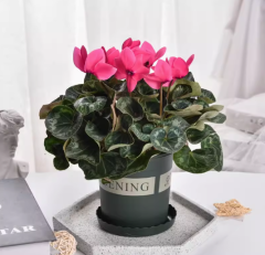 Cyclamen