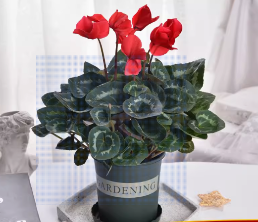 Cyclamen