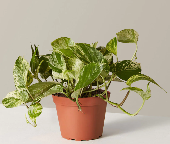 Marble Queen