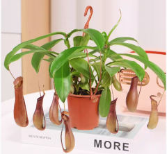 Nepenthes Dyeriana