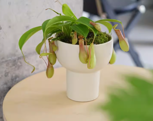 Nepenthes Dyeriana