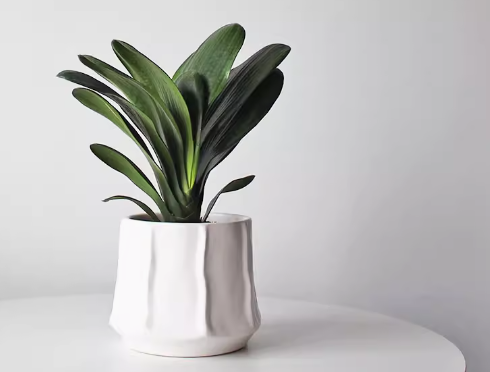 Clivia