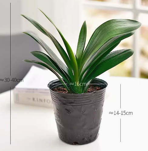 Clivia