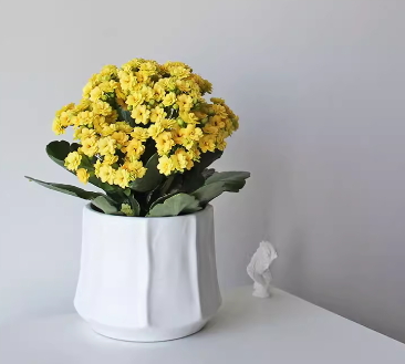 Kalanchoe