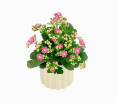 Kalanchoe