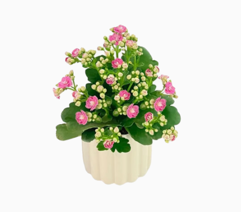 Kalanchoe