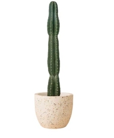 Cactaceae single Cuddly Cactus