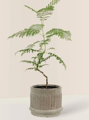 Jacaranda