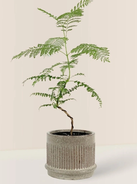 Jacaranda