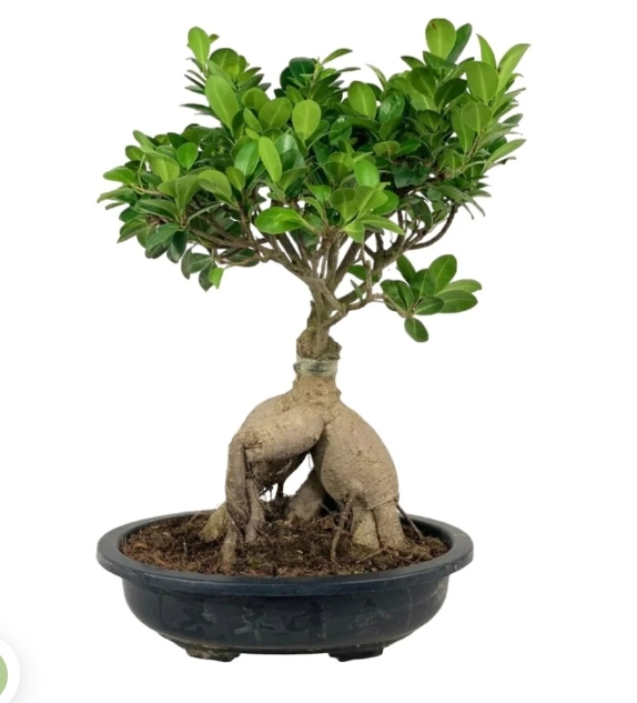 Bonsai