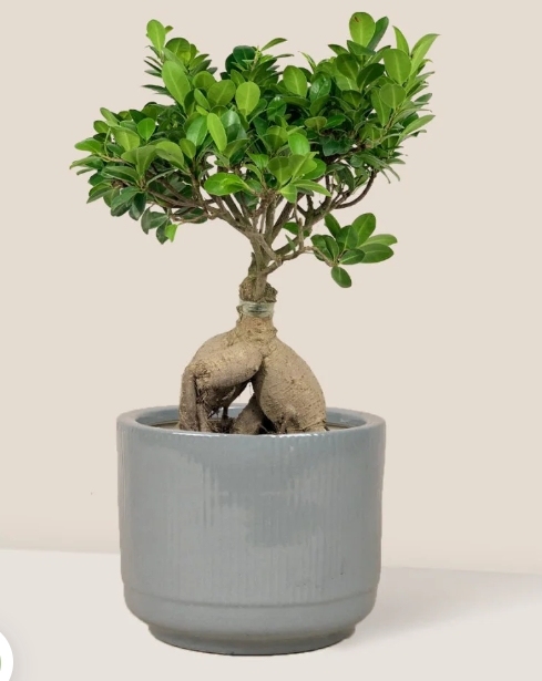 Bonsai