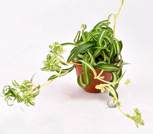 Chlorophytum