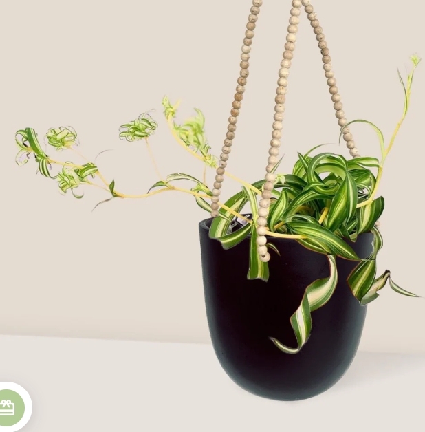 Chlorophytum