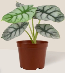 Alocasia