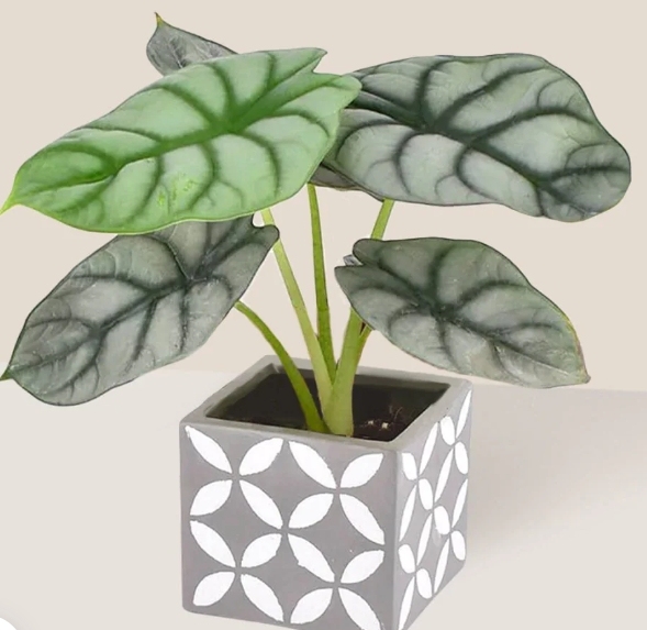 Alocasia