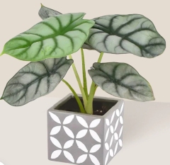 Alocasia