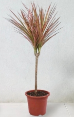 Dracaena