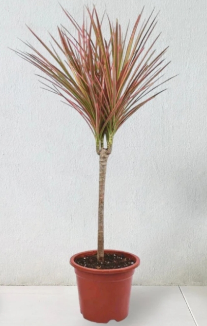 Dracaena