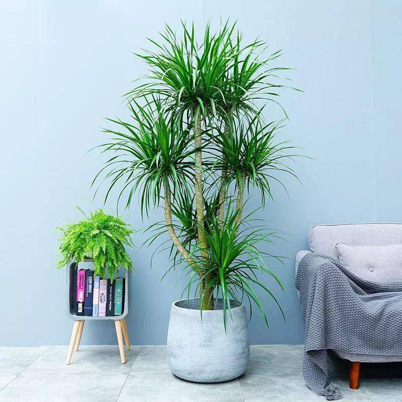 Dracaena