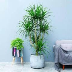 Dracaena