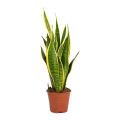 Sansevieria