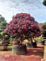 Camellia sasanqua Thunb.