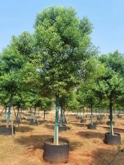 Cinnamomum camphora (L.) Presl.