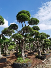 Ficus concinna (Miq.) Miq.