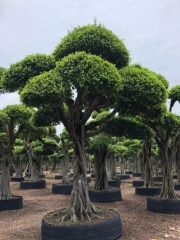 Ficus concinna (Miq.) Miq.