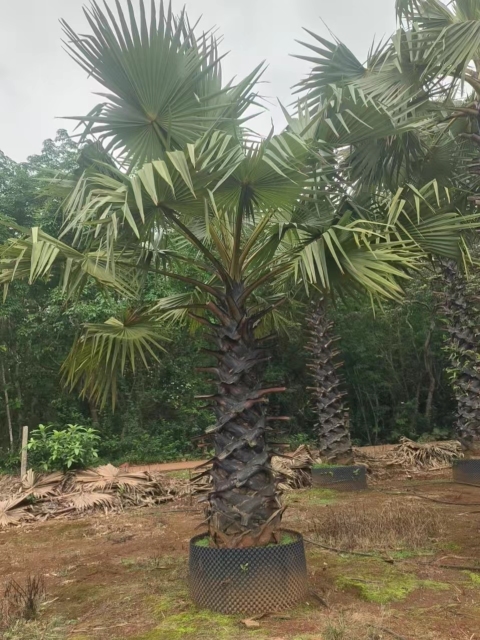 Trachycarpus fortunei (Hook.) H. Wendl.