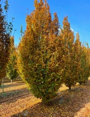 Carpinus turczaninowii Hance