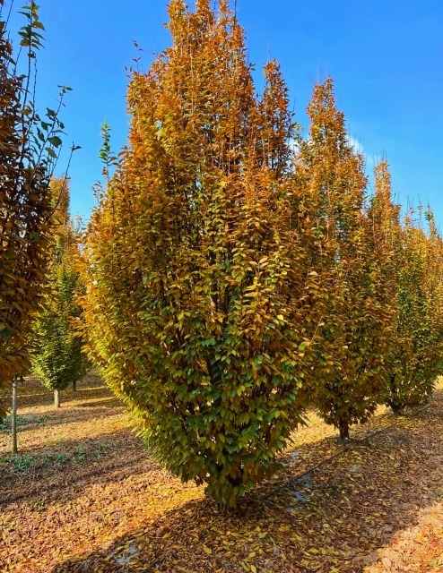 Carpinus turczaninowii Hance
