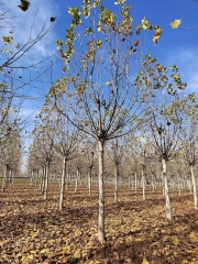 Platanus × acerifolia (Aiton) Willd.