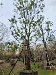 Triadica sebifera (Linnaeus) Small