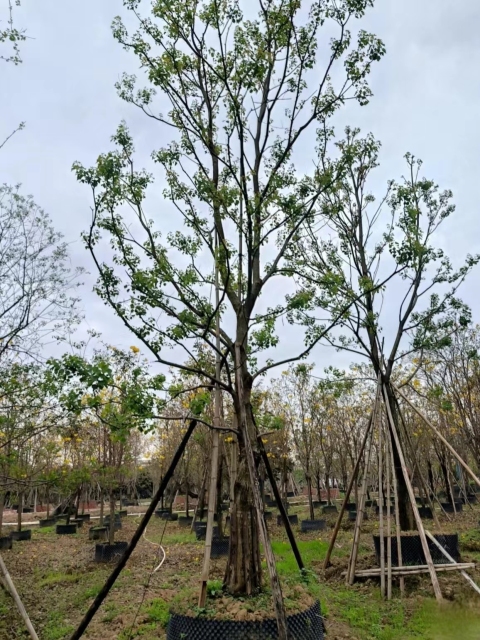 Triadica sebifera (Linnaeus) Small