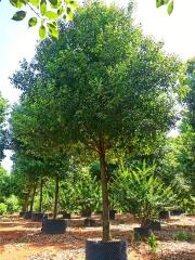 Cinnamomum camphora (L.) Presl.