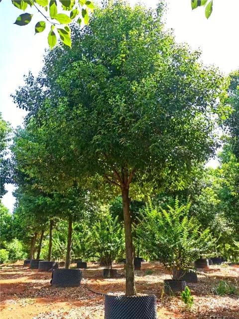 Cinnamomum camphora (L.) Presl.