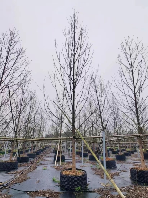 Liriodendron × sinoamericanum P.C. Yieh ex C.B. Shang & Zhang R. Wang