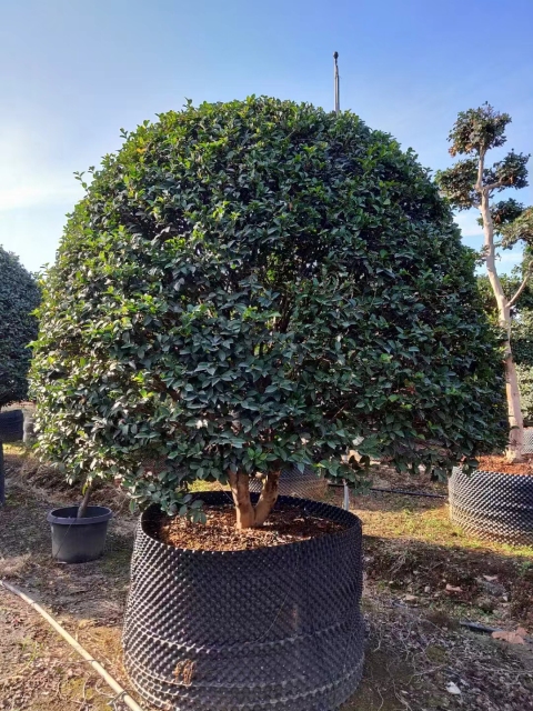 Camellia sasanqua Thunb.
