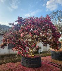 Camellia sasanqua Thunb.