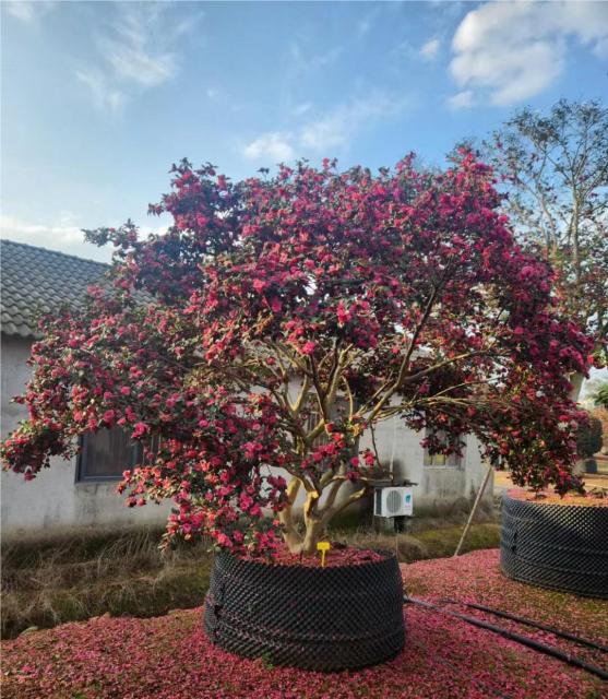 Camellia sasanqua Thunb.