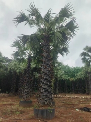 Trachycarpus fortunei (Hook.) H. Wendl.