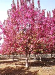 Cotinus coggygria Scop.