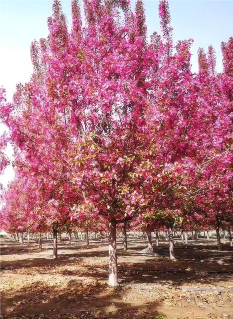 Cotinus coggygria Scop.