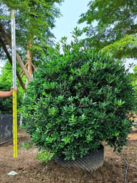 Pittosporum tobira (Thunb.) W. T. Aiton