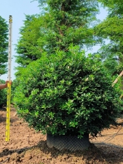 Pittosporum tobira (Thunb.) W. T. Aiton