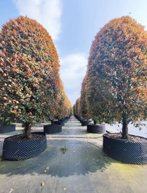 Photinia × fraseri Dress